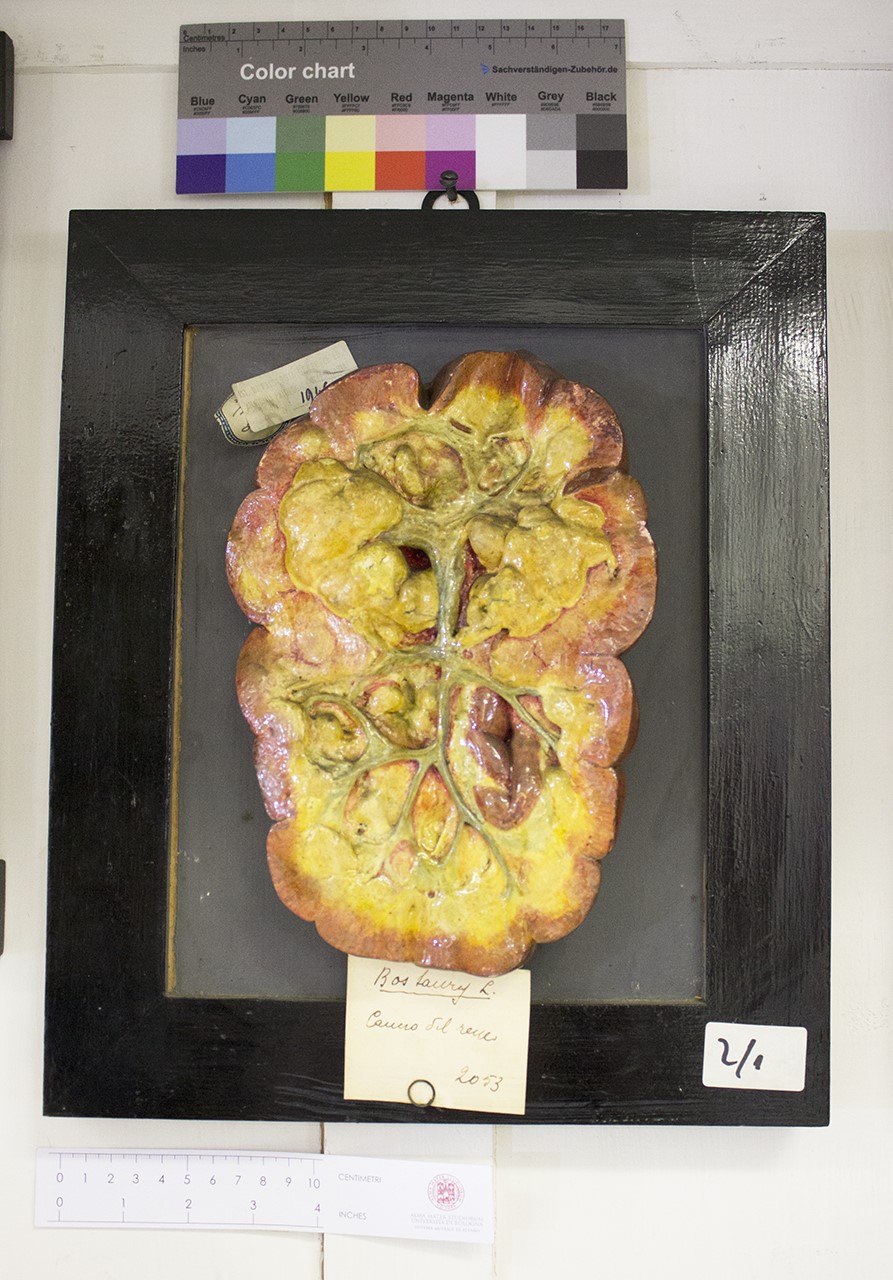 VERTEBRATI/MAMMIFERI/bue (esemplare)