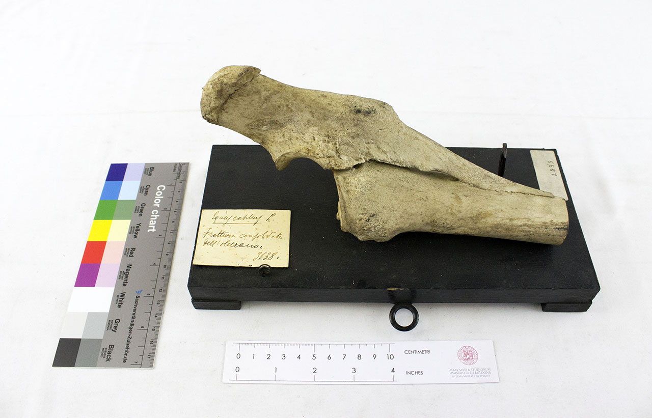 VERTEBRATI/ MAMMIFERI/ cavallo (esemplare)