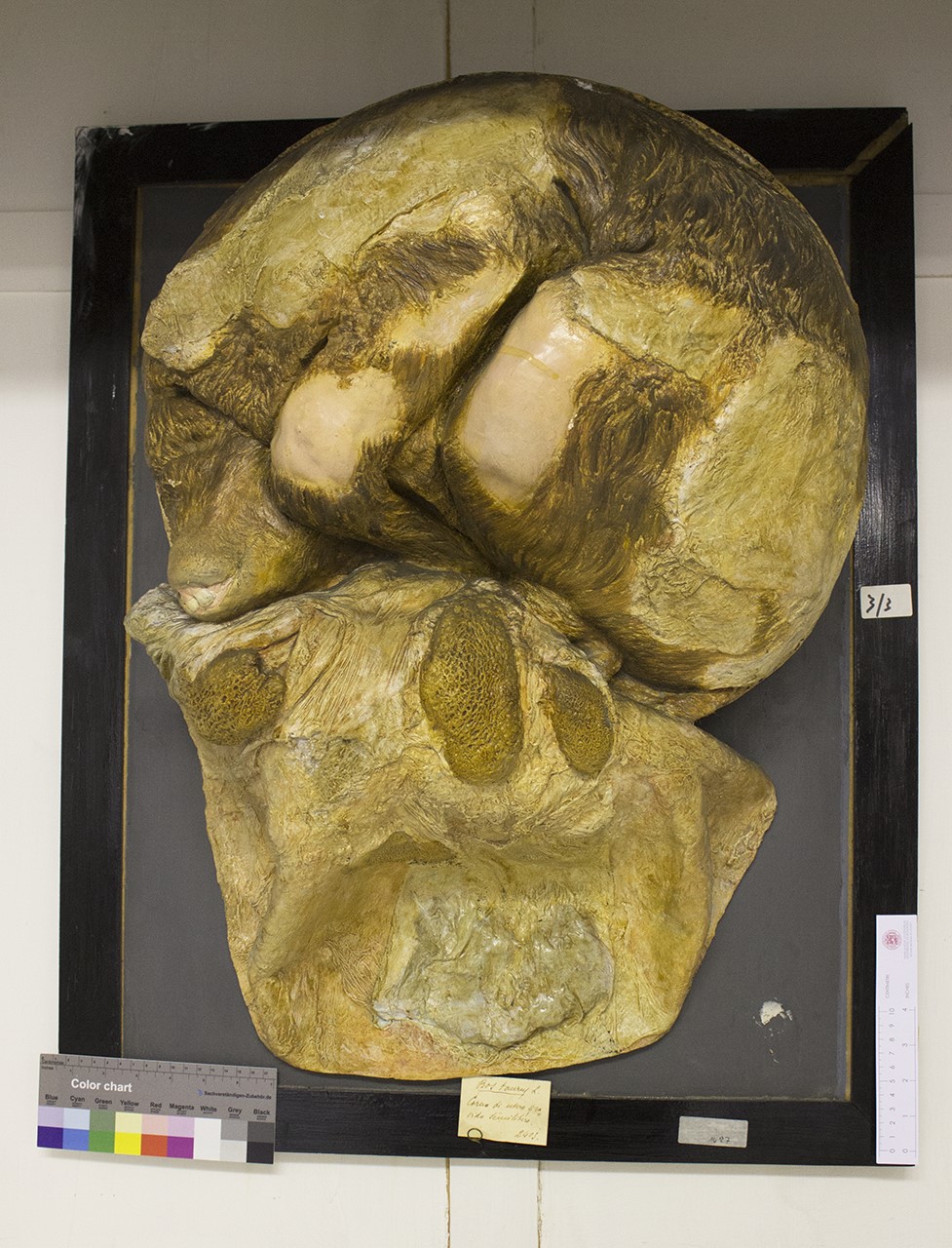 VERTEBRATI/ MAMMIFERI/ vacca (esemplare)