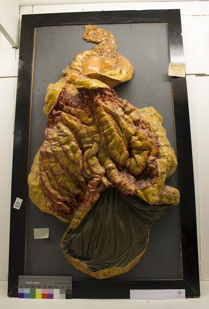 VERTEBRATI/MAMMIFERI/bue (esemplare)