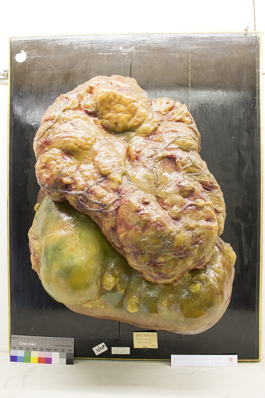 VERTEBRATI/ MAMMIFERI/ mulo (esemplare)