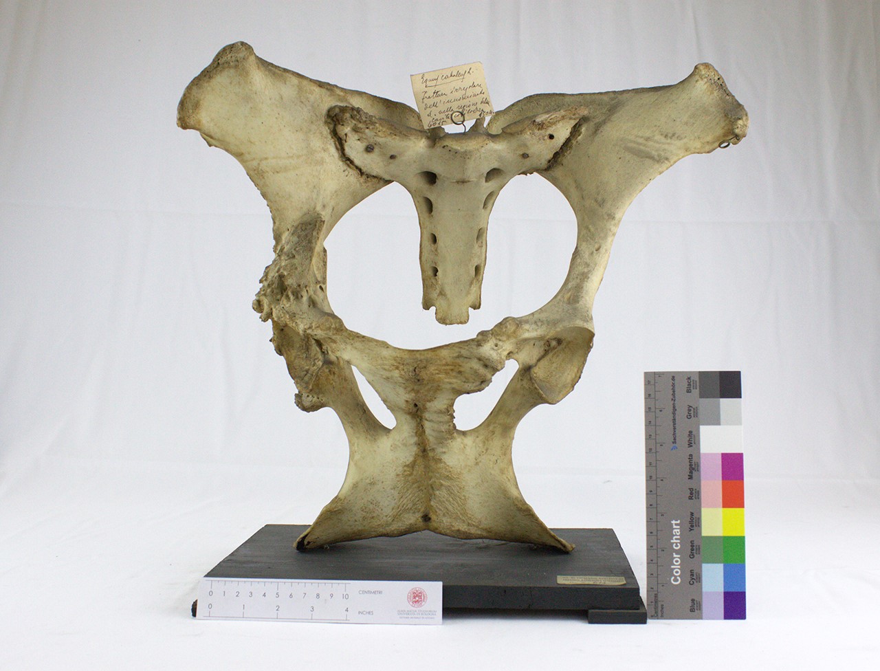 VERTEBRATI/ MAMMIFERI/ cavallo (esemplare)