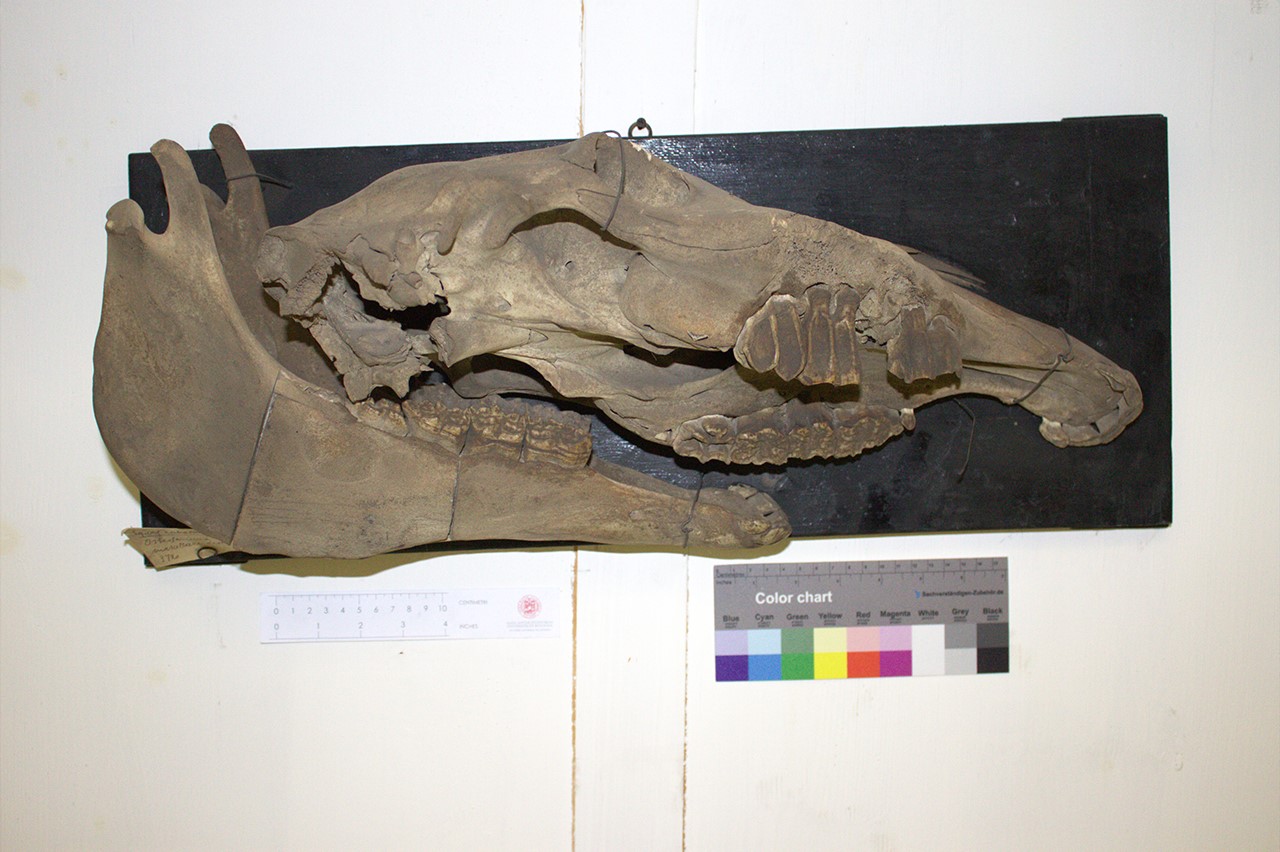 VERTEBRATI/ MAMMIFERI/ cavallo (esemplare)