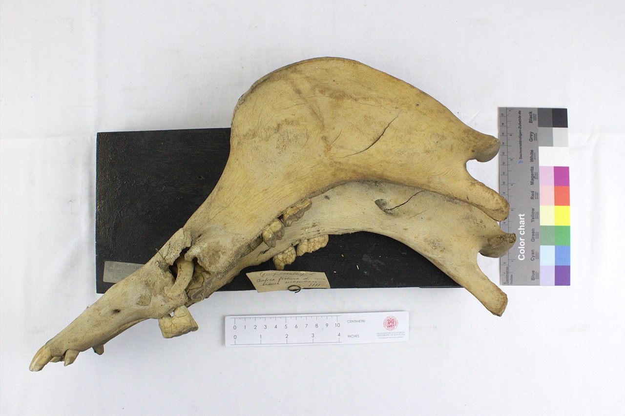 VERTEBRATI/ MAMMIFERI/ cavallo (esemplare)