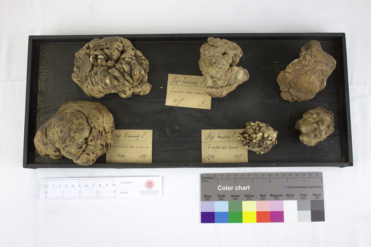 VERTEBRATI/ MAMMIFERI/ bovino (esemplare)