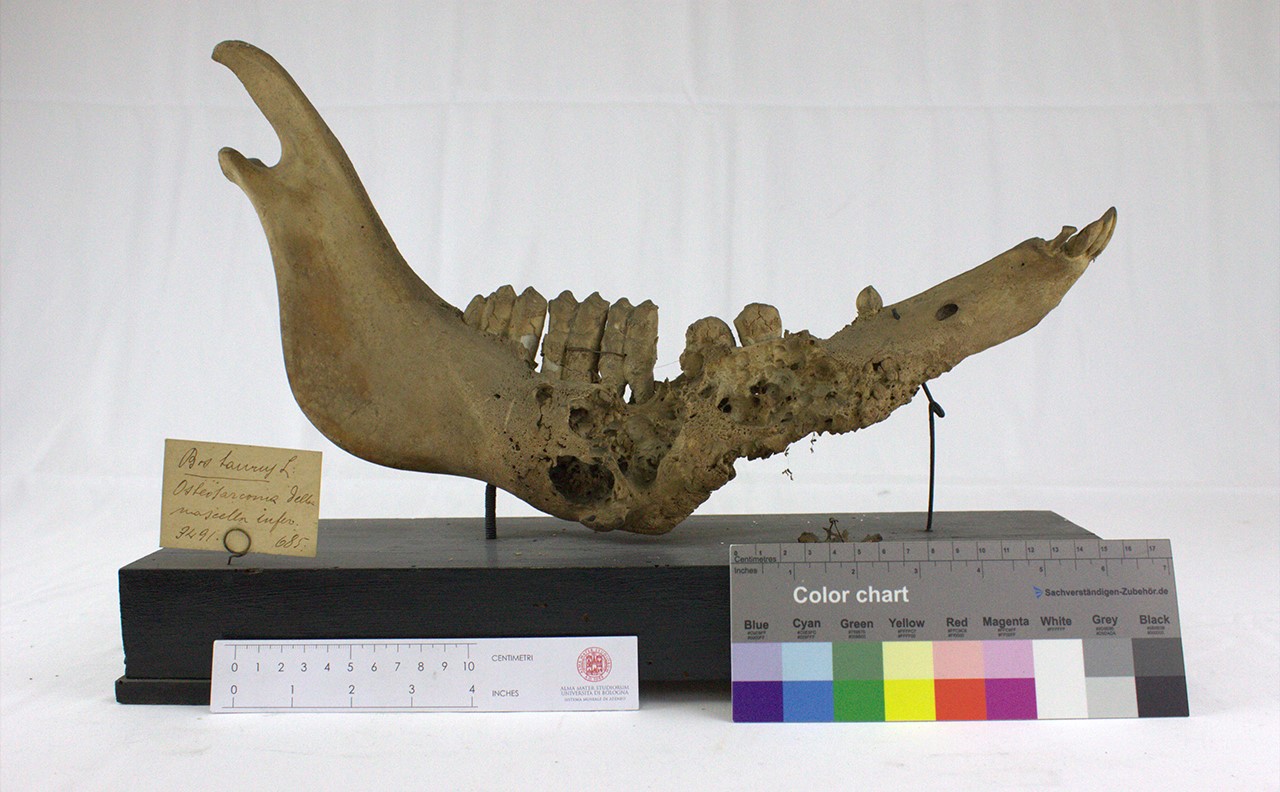 VERTEBRATI/ MAMMIFERI/ bovino (esemplare)