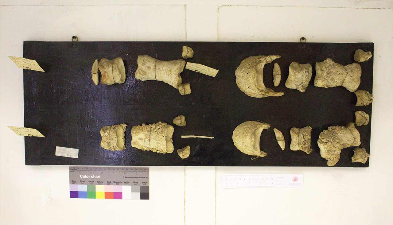 VERTEBRATI/ MAMMIFERI/ cavallo (esemplare)