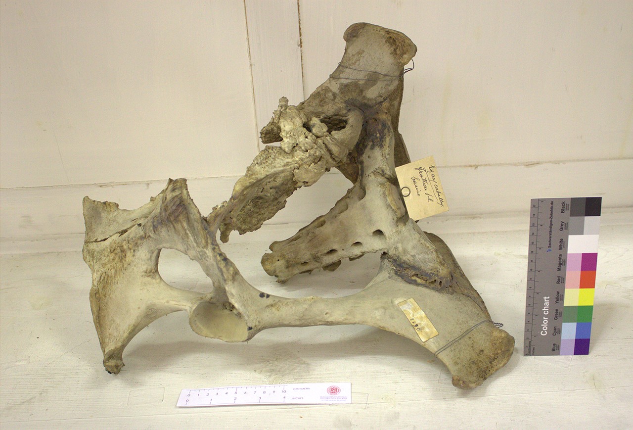 VERTEBRATI/ MAMMIFERI/ cavallo (esemplare)