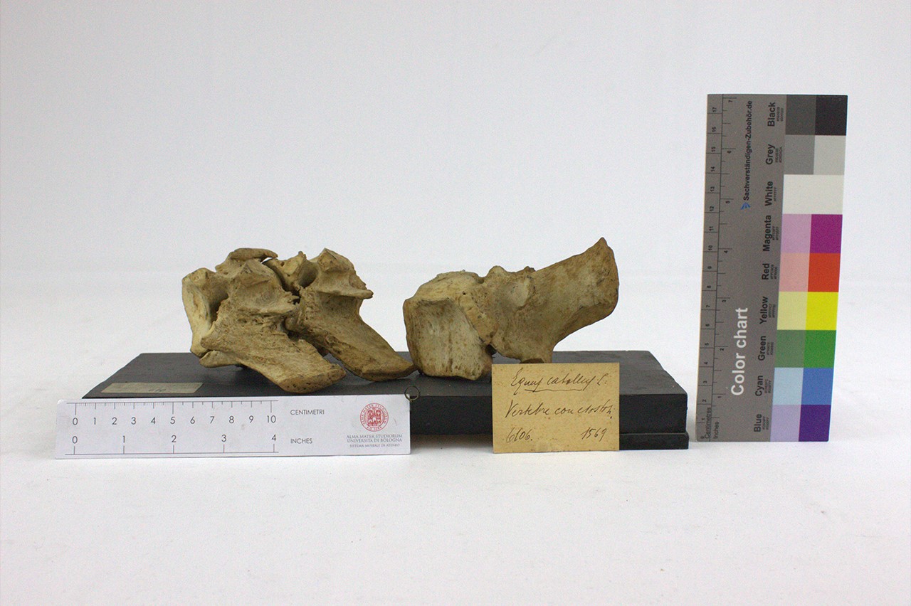 VERTEBRATI/ MAMMIFERI/ cavallo (esemplare)