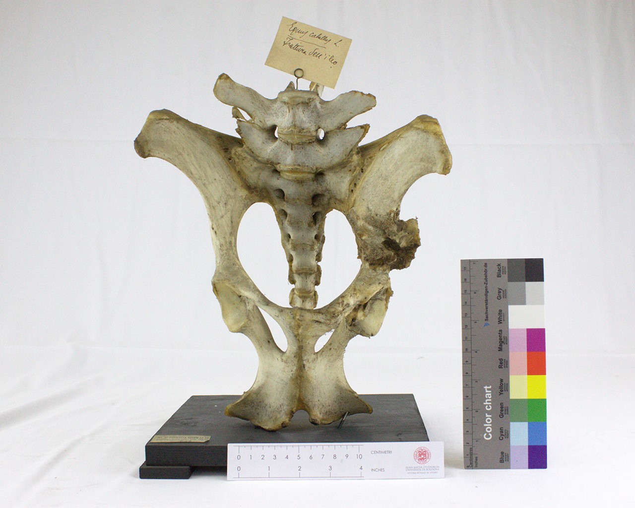 VERTEBRATI/ MAMMIFERI/ cavallo (esemplare)