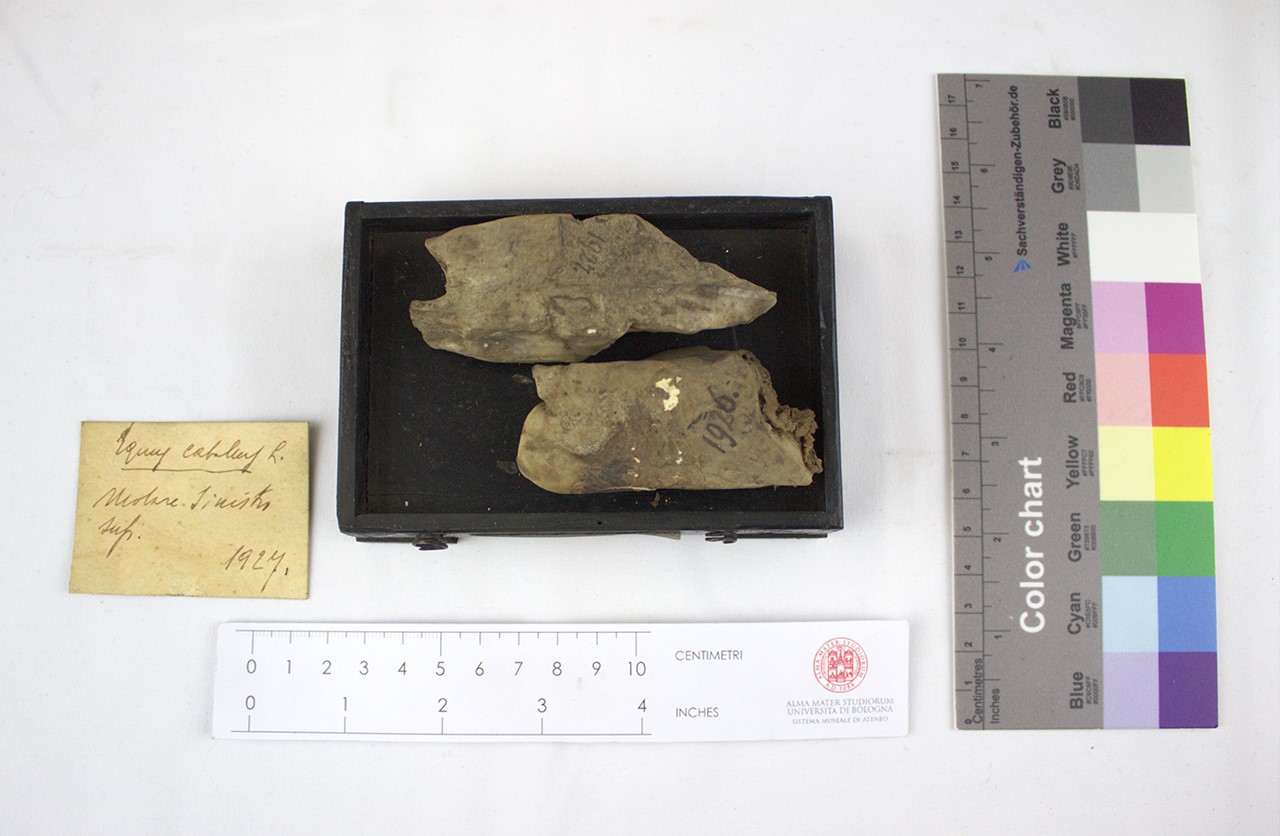 VERTEBRATI/ MAMMIFERI/ cavallo (esemplare)