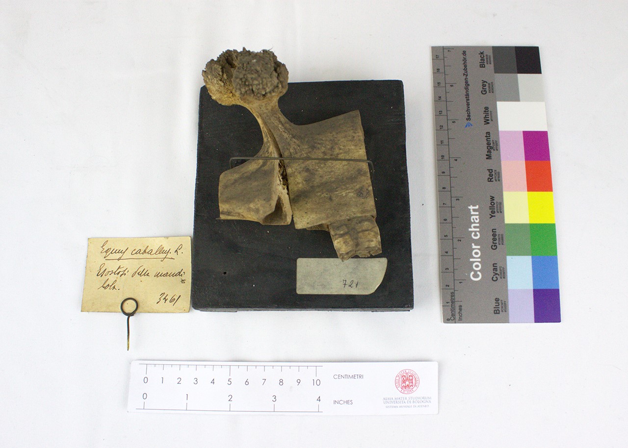 VERTEBRATI/ MAMMIFERI/ cavallo (esemplare)