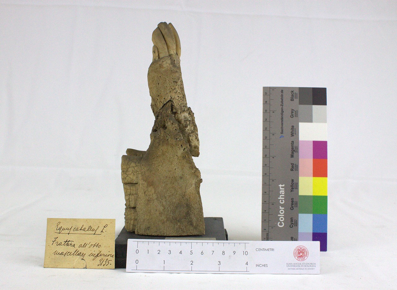 VERTEBRATI/ MAMMIFERI/ cavallo (esemplare)