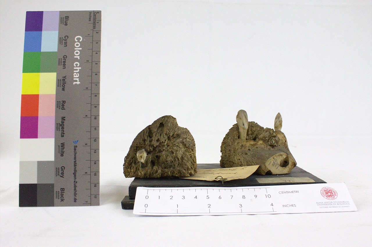 VERTEBRATI/ MAMMIFERI/ vacca (esemplare)