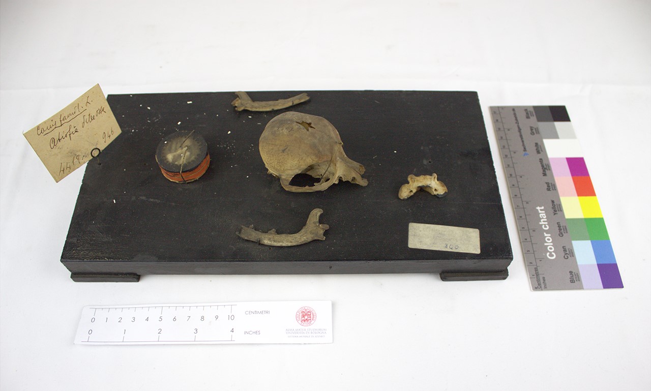 VERTEBRATI/MAMMIFERI/cane (esemplare)