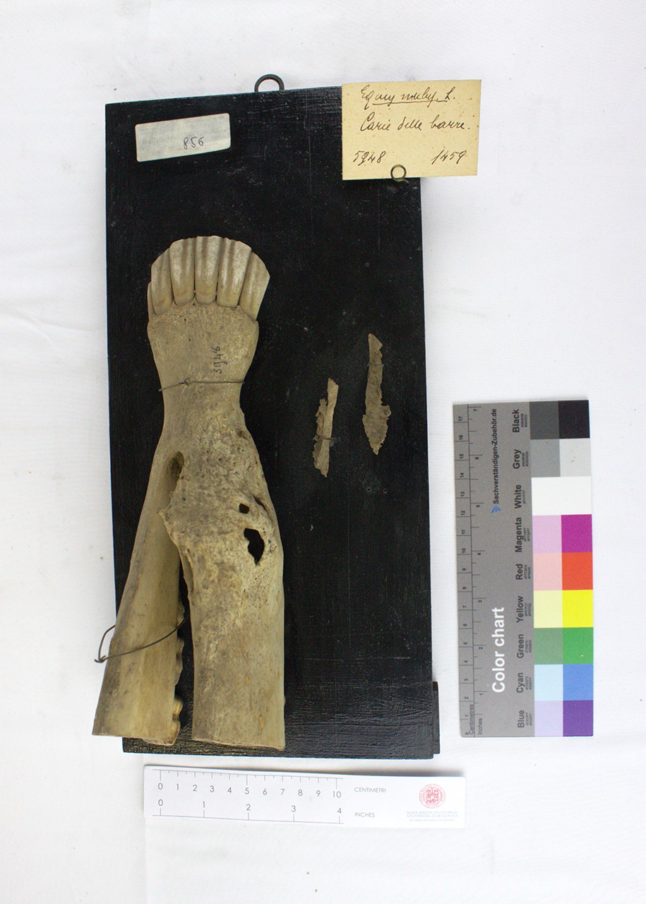 VERTEBRATI/ MAMMIFERI/ mulo (esemplare)