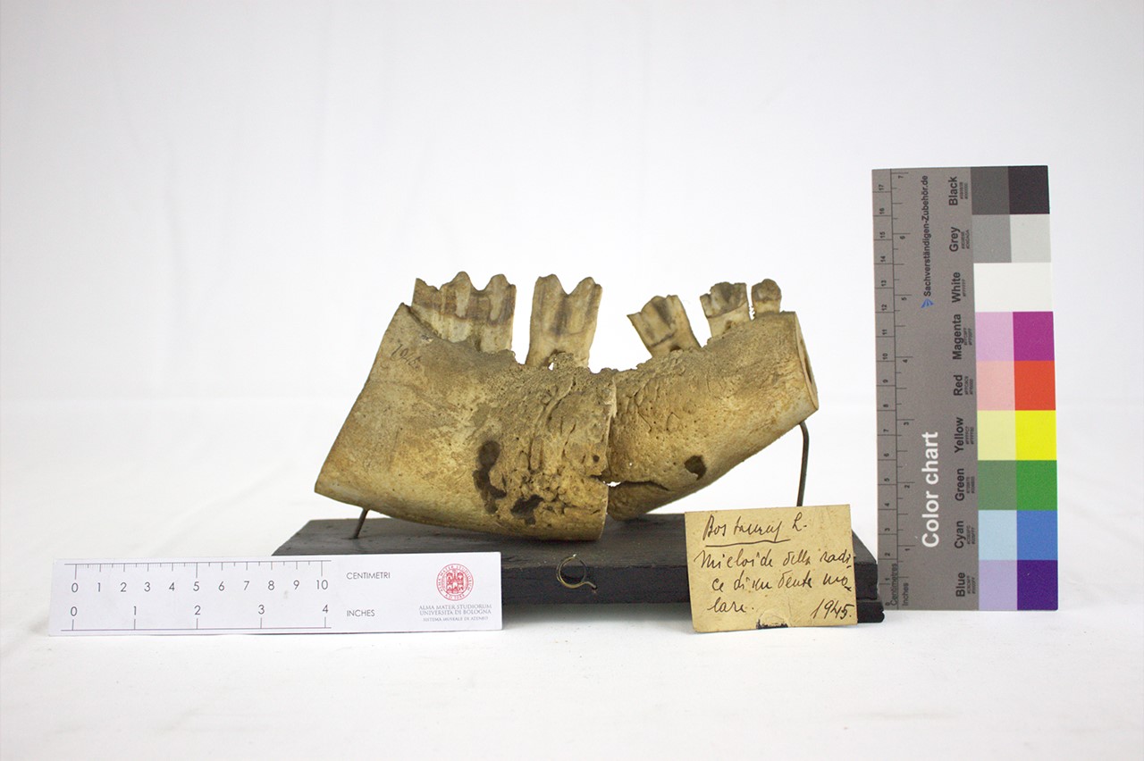 VERTEBRATI/ MAMMIFERI/ bue (esemplare)