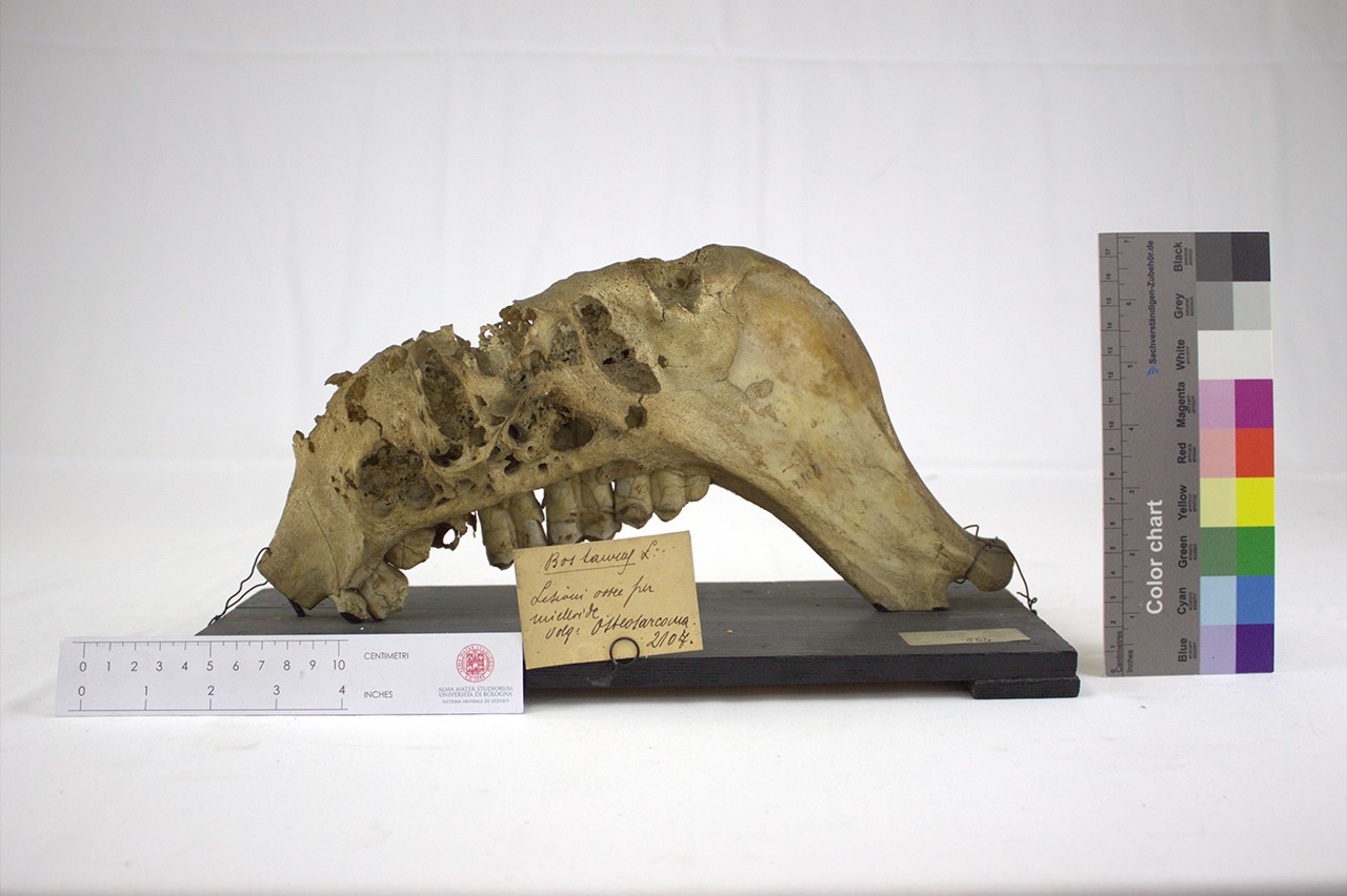 VERTEBRATI/ MAMMIFERI/ bue (esemplare)