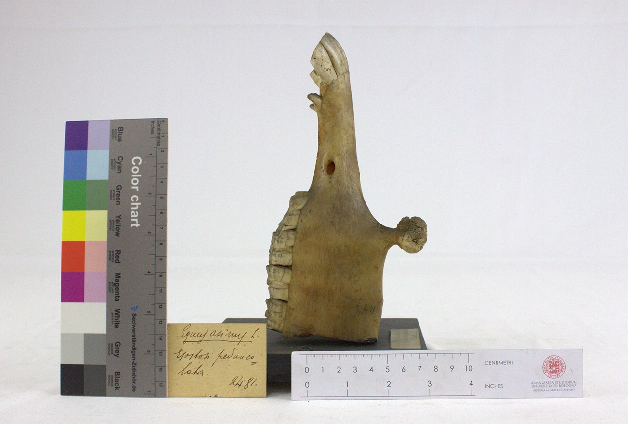 VERTEBRATI/ MAMMIFERI/ asino (esemplare)