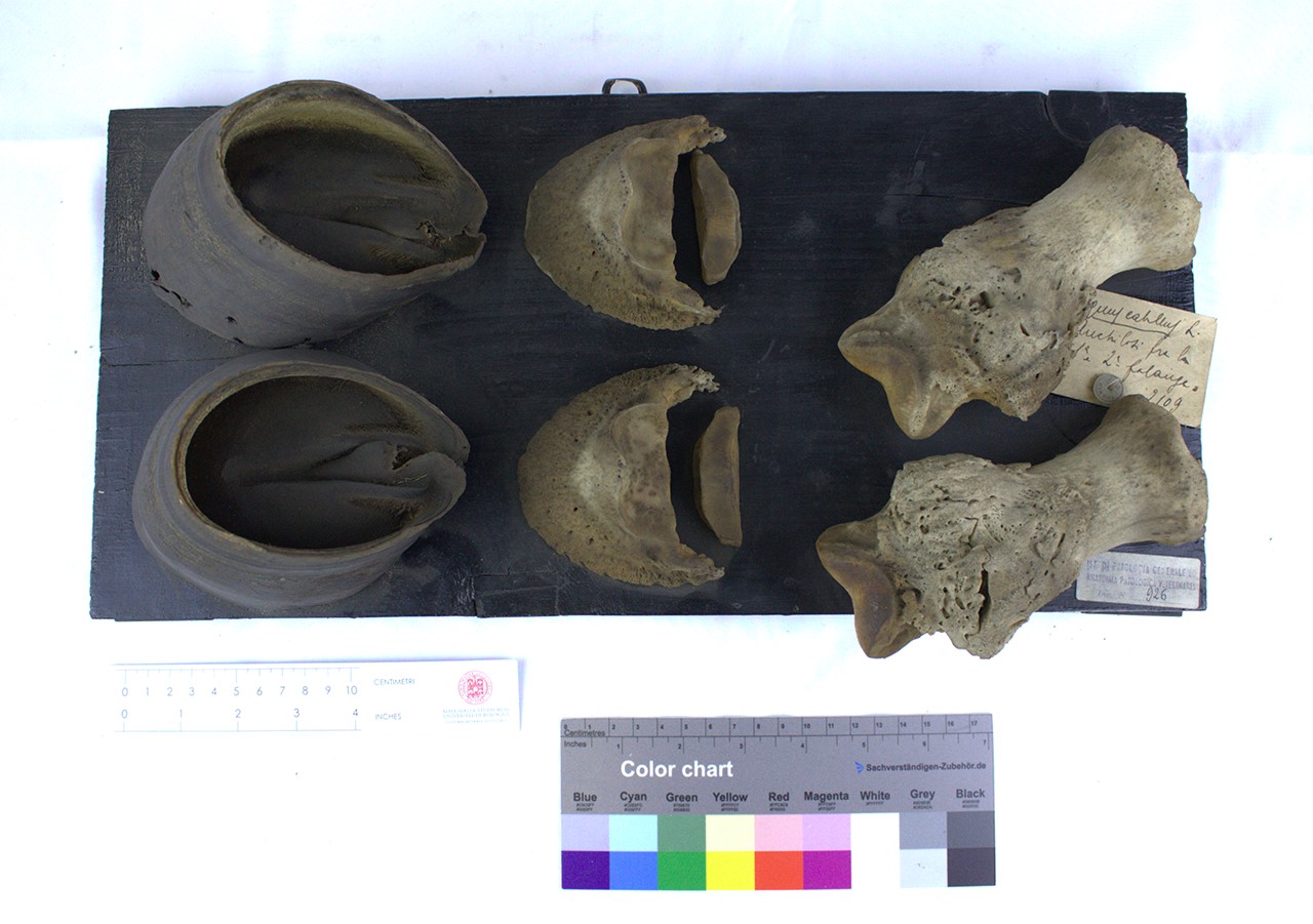 VERTEBRATI/ MAMMIFERI/ cavallo (esemplare)