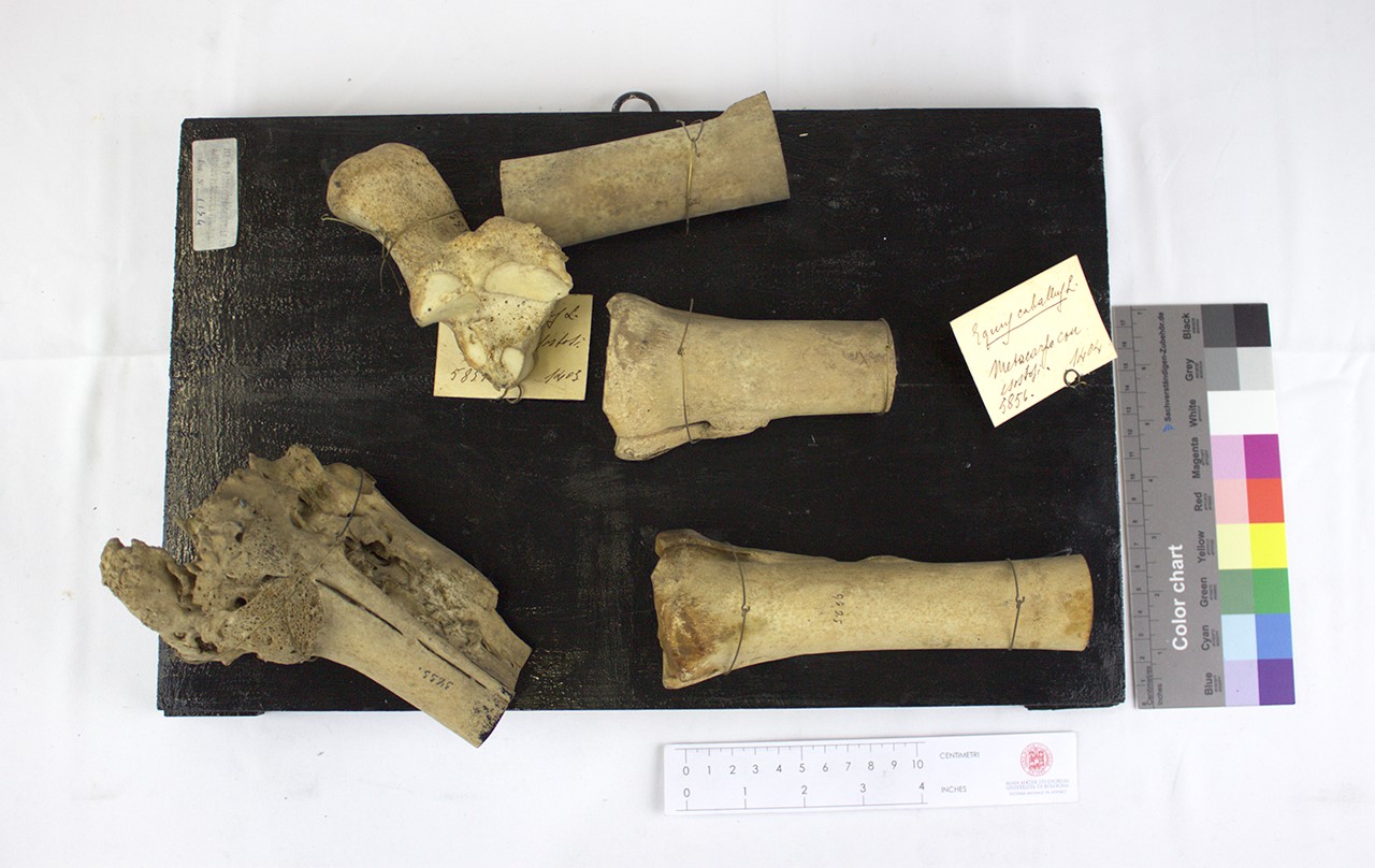 VERTEBRATI/ MAMMIFERI/ cavallo (esemplare)