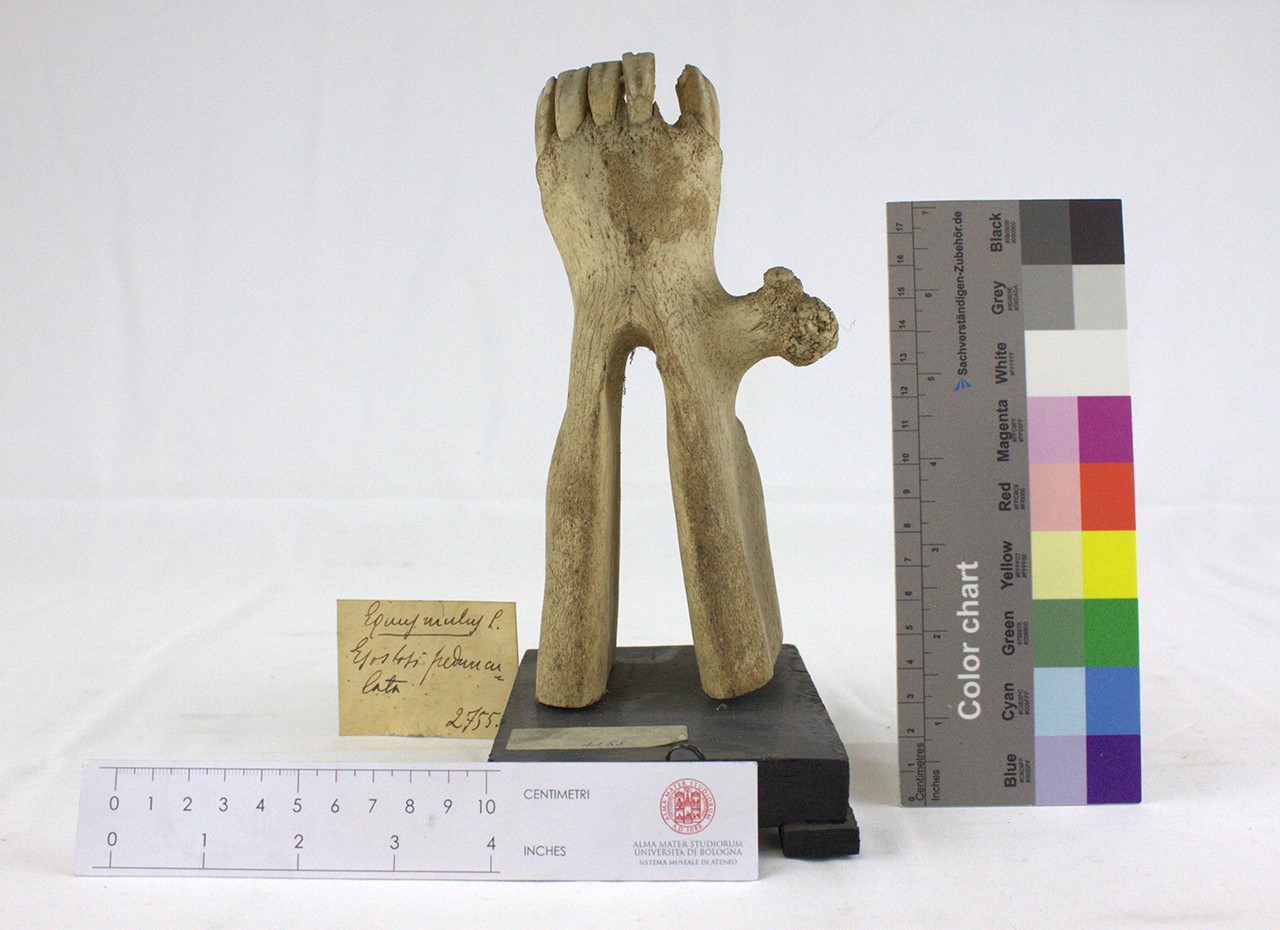 VERTEBRATI/MAMMIFERI/mulo (esemplare)