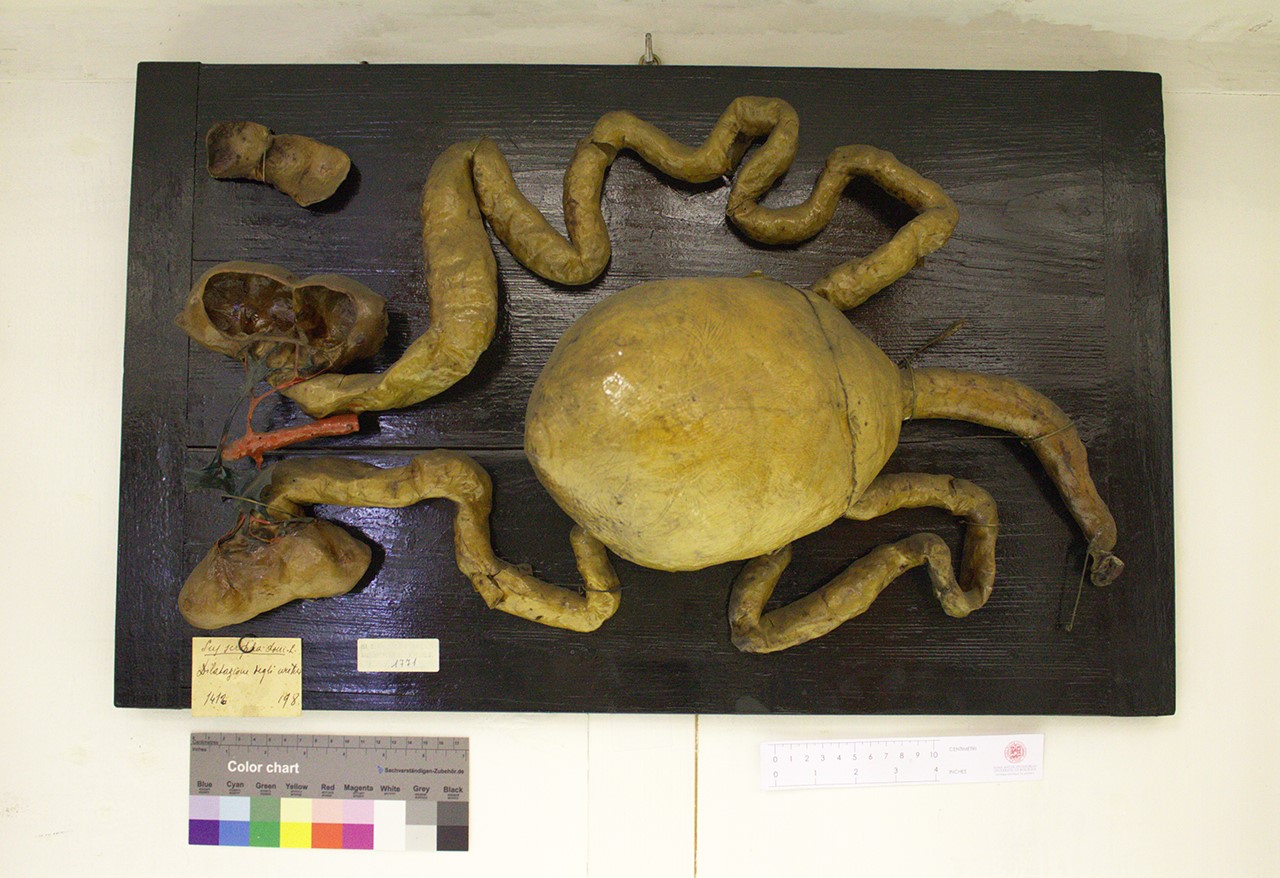 VERTEBRATI/MAMMIFERO/maiale (esemplare)