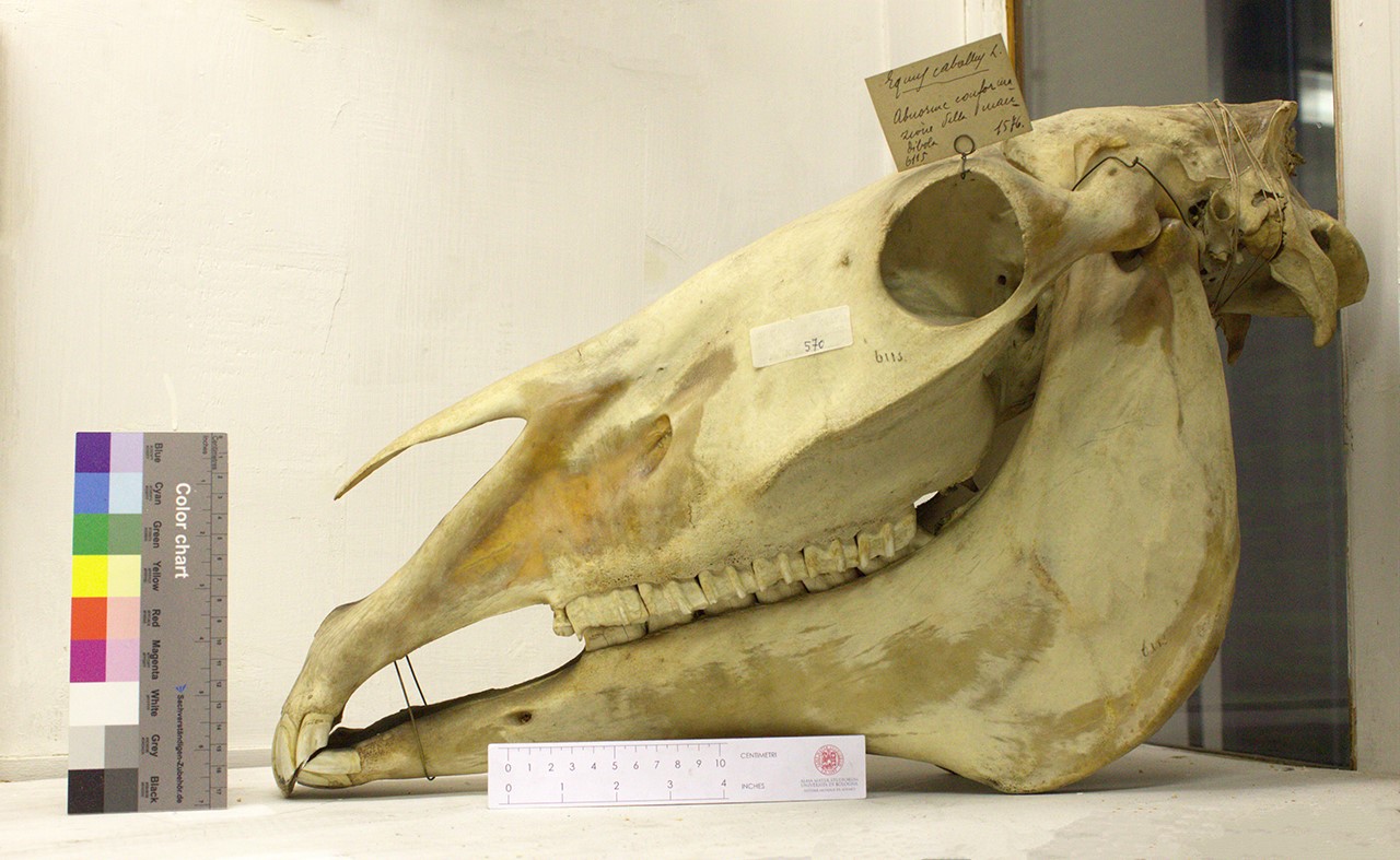 VERTEBRATI/ MAMMIFERI/ cavallo (esemplare)