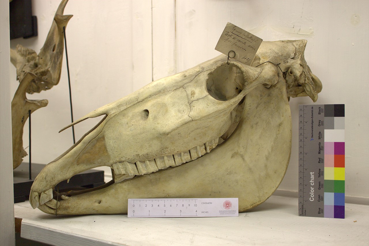 VERTEBRATI/ MAMMIFERI/ cavallo (esemplare)