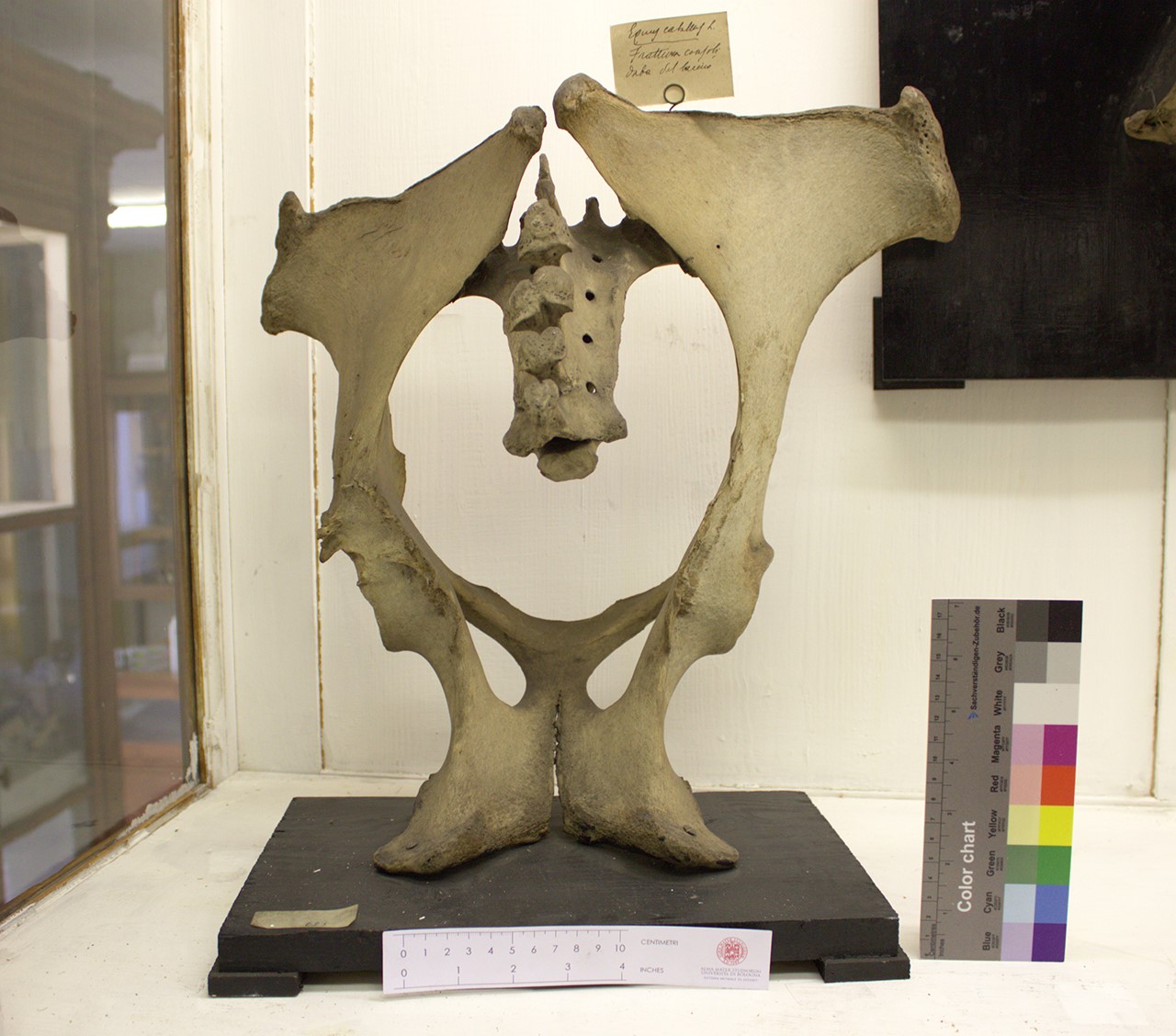 VERTEBRATI/ MAMMIFERI/ cavallo (esemplare)