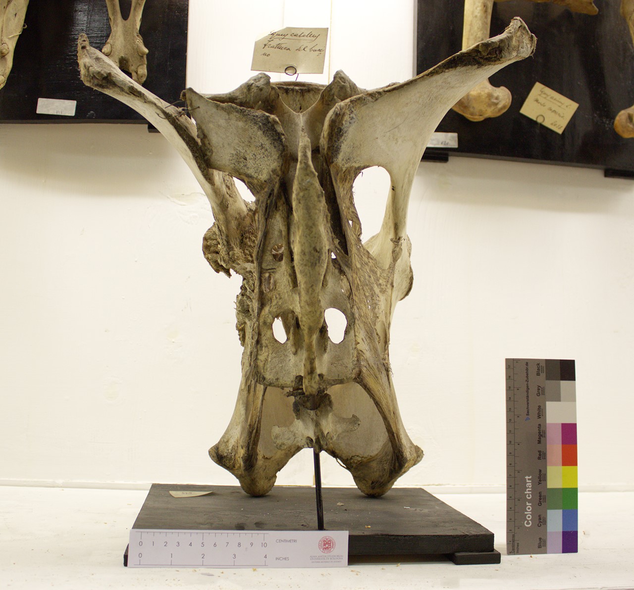 VERTEBRATI/ MAMMIFERI/ cavallo (esemplare)