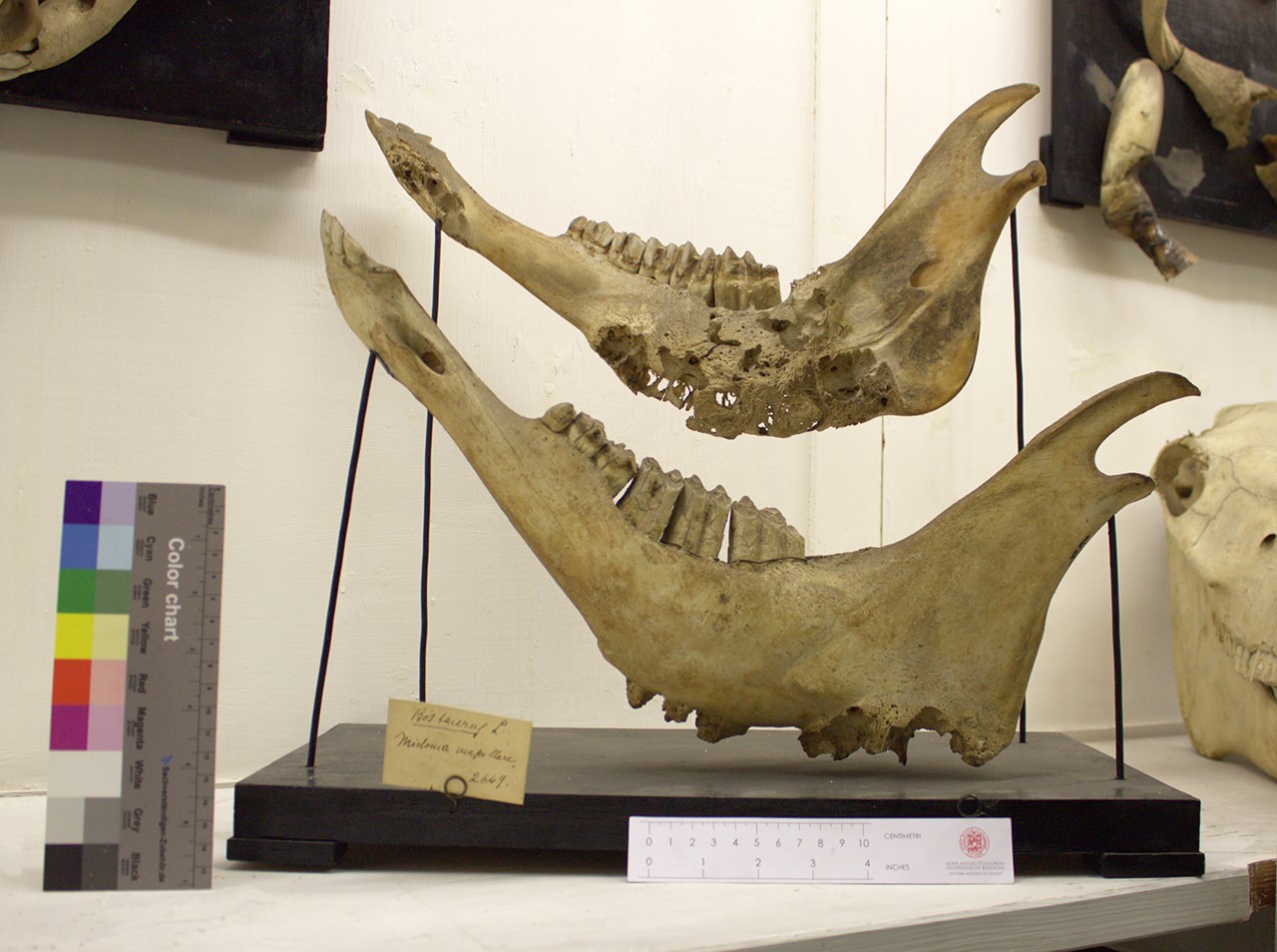 VERTEBRATI/MAMMIFERI/bue (esemplare)