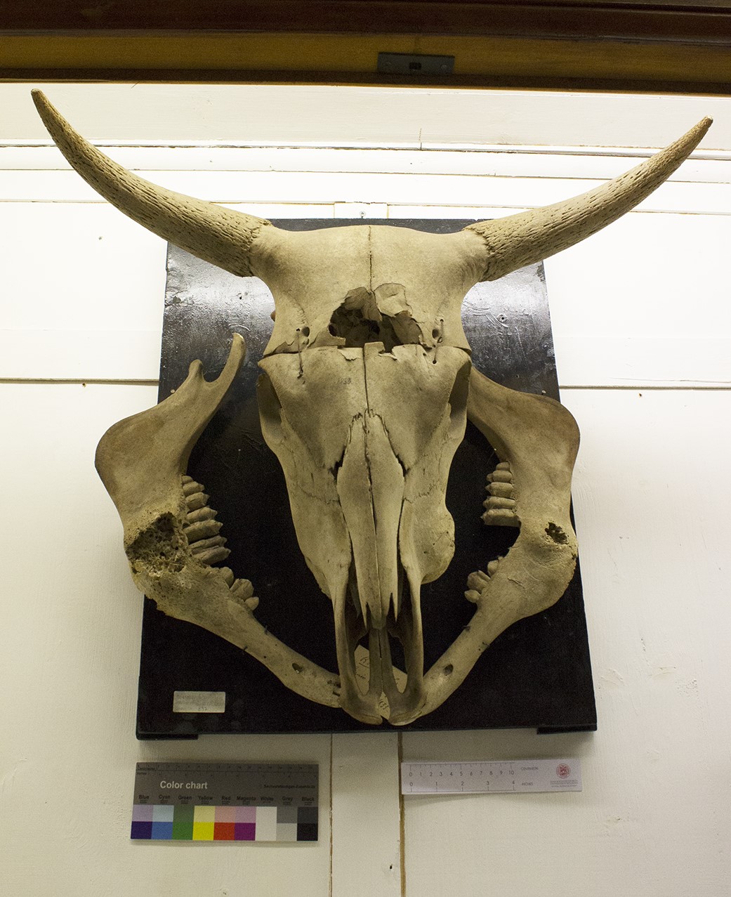 VERTEBRATI/ MAMMIFERI/ bue (esemplare)