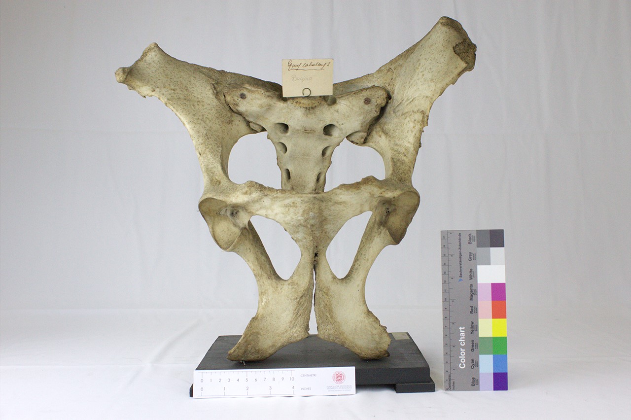 VERTEBRATI/ MAMMIFERI/ cavallo (esemplare)