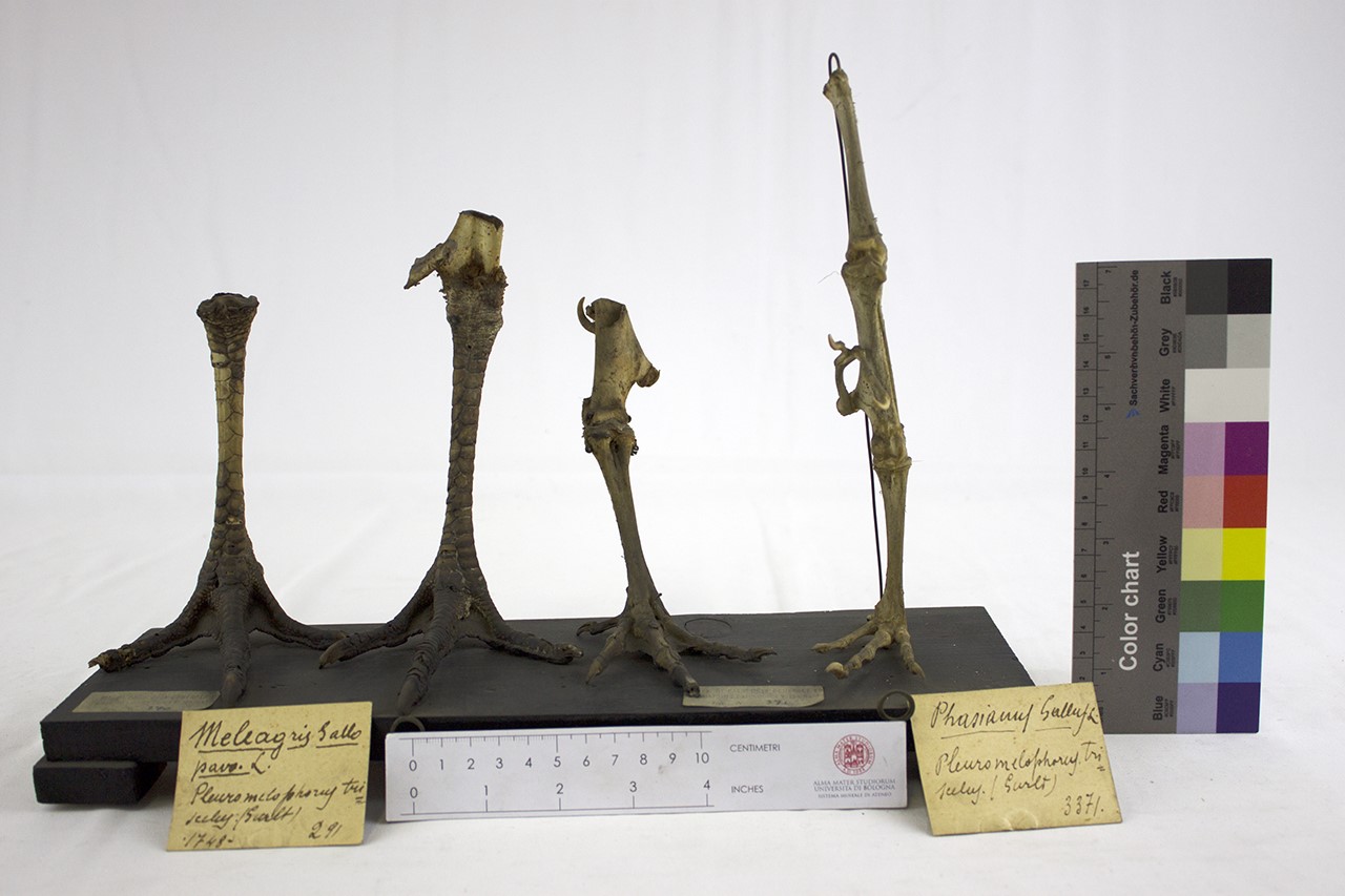 VERTEBRATI/AVES/tacchino (esemplare)