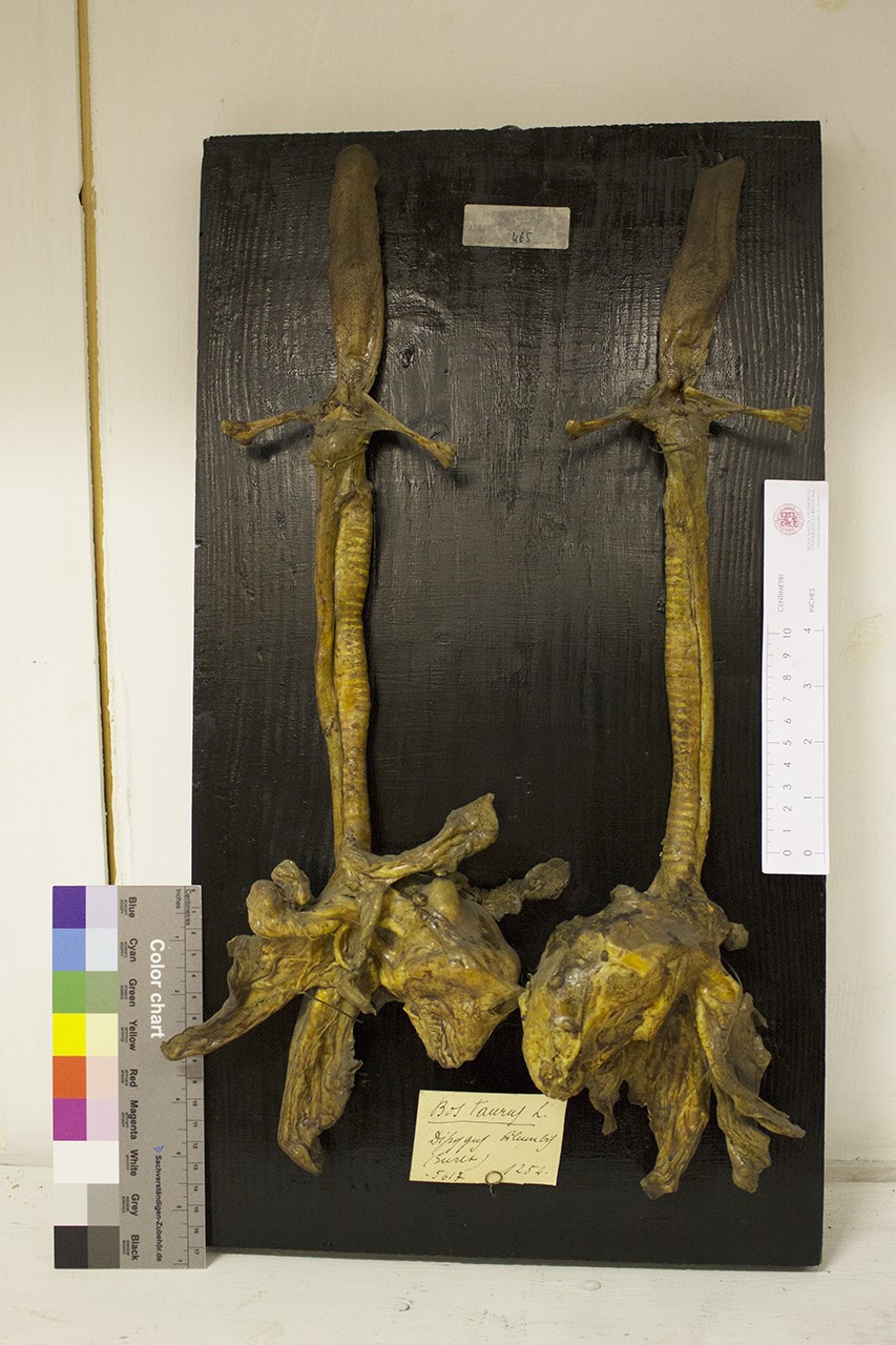 VERTEBRATI/ MAMMIFERI/ bovino (esemplare)