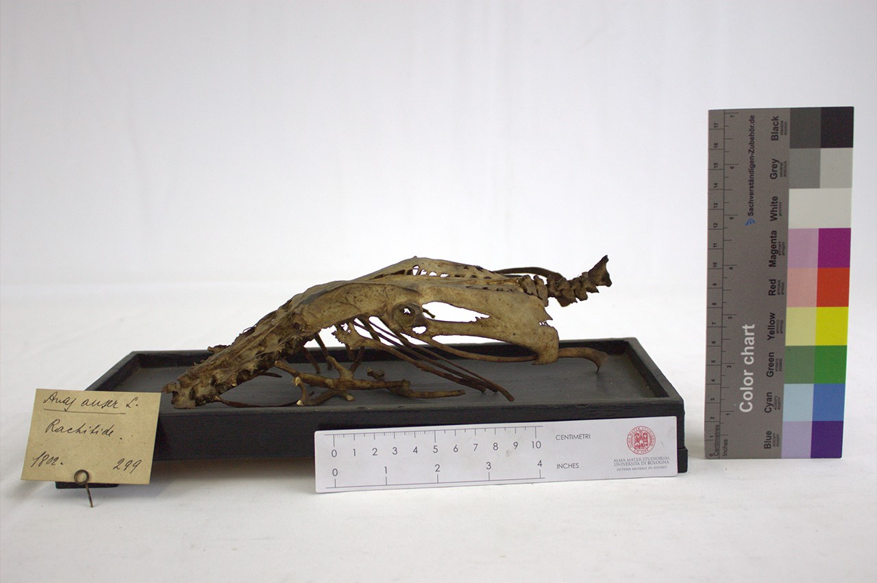 VERTEBRATI/AVES/oca (esemplare)