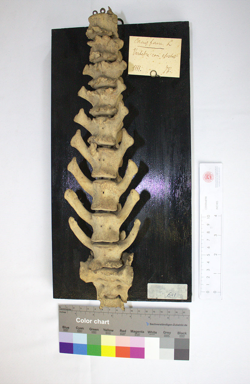 VERTEBRATI/MAMMIFERI/cane (esemplare)