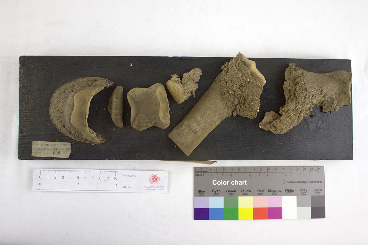 VERTEBRATI/ MAMMIFERI/ cavallo (esemplare)