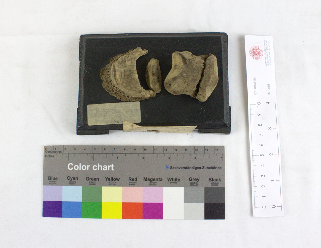 VERTEBRATI/ MAMMIFERI/ asino (esemplare)