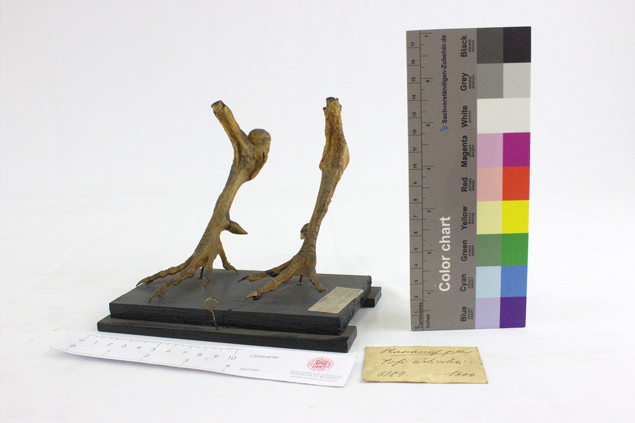 VERTEBRATI/AVES/gallo (esemplare)