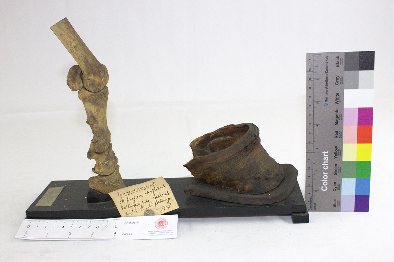 VERTEBRATI/ MAMMIFERI/ asino (esemplare)