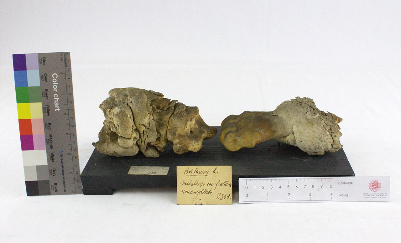 VERTEBRATI/ MAMMIFERI/ bue (esemplare)