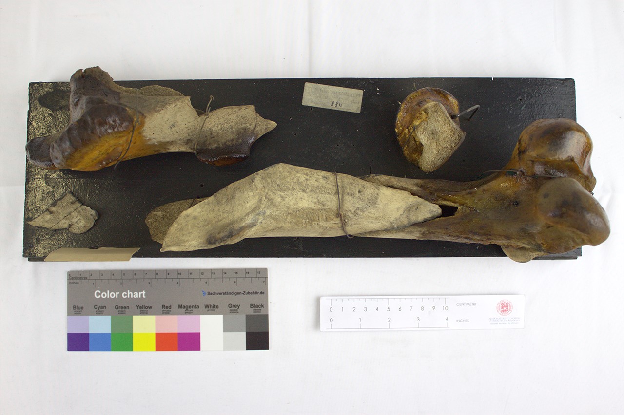 VERTEBRATI/ MAMMIFERI/ cavallo (esemplare)