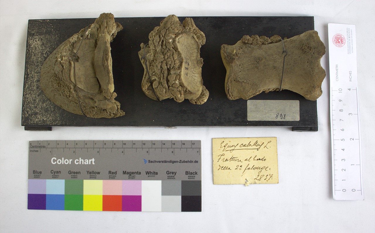 VERTEBRATI/ MAMMIFERI/ cavallo (esemplare)