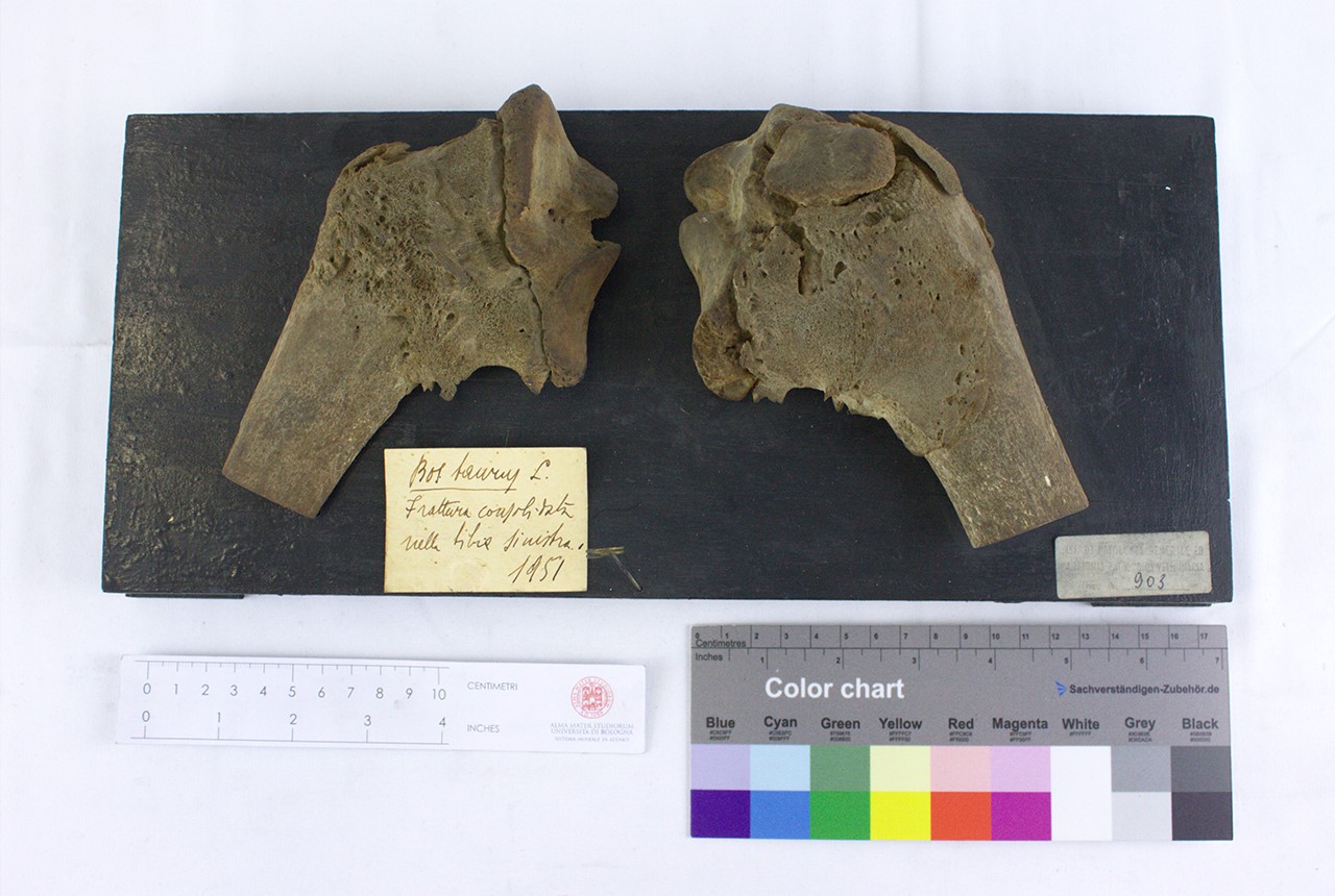 VERTEBRATI/MAMMIFERI/vitello (esemplare)