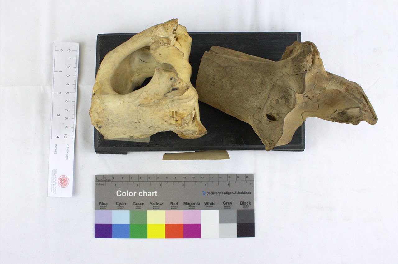 VERTEBRATI/ MAMMIFERI/ bue (esemplare)