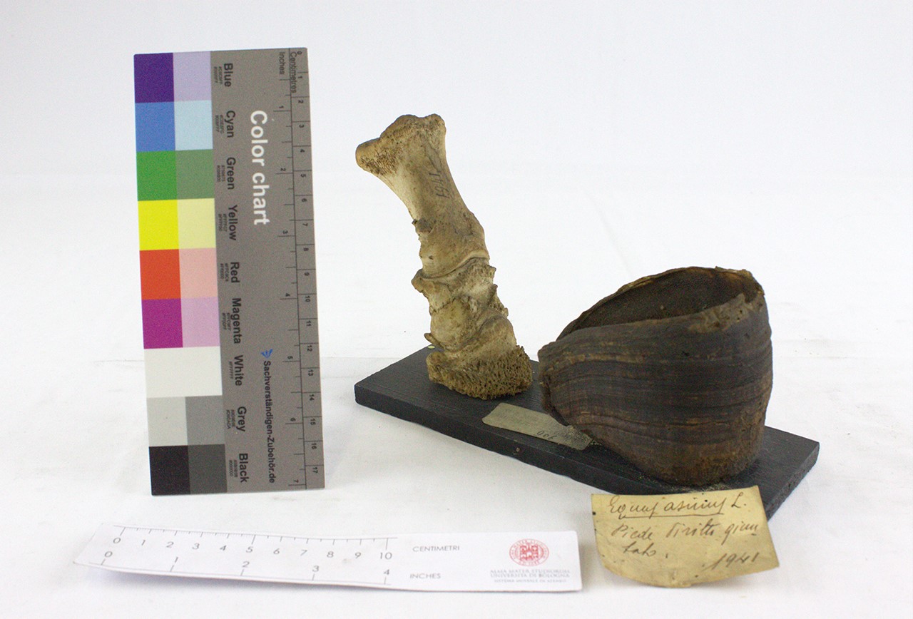 VERTEBRATI/ MAMMIFERI/ asino (esemplare)