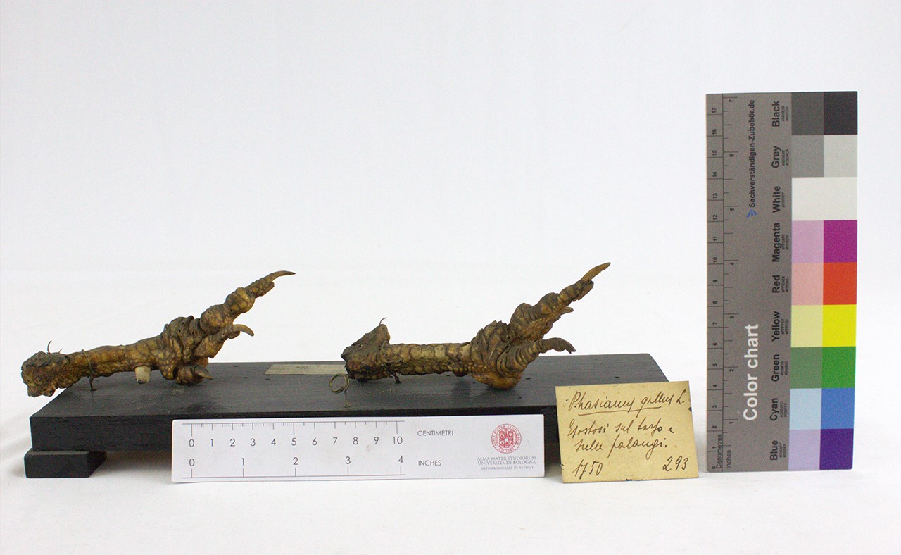 VERTEBRATI/AVES/gallo (esemplare)