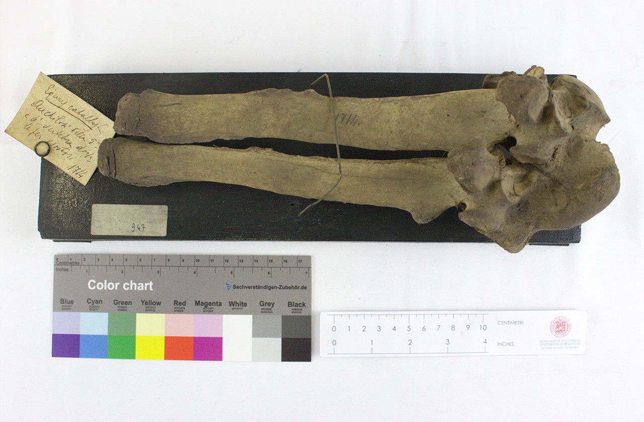 VERTEBRATI/ MAMMIFERI/ cavallo (esemplare)